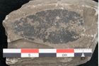 Foto (Detailansicht) von Cassia hyperborea Unger (NHMW-GEO-2024-0188-8051)